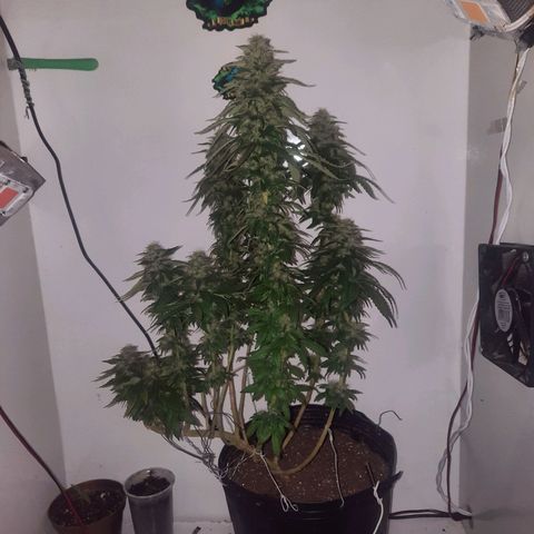 Gorilla #4 growlog photo: 47 dias de flora
