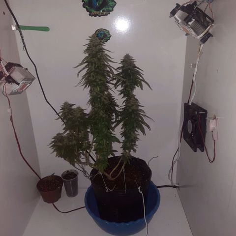 Gorilla #4 growlog photo: 49 dias flora