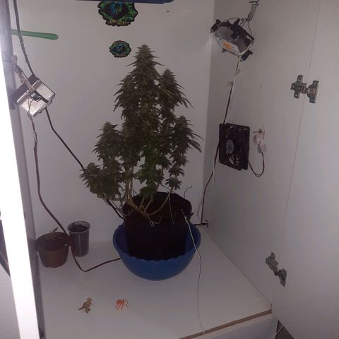 Gorilla #4 growlog photo: 49 dias flora