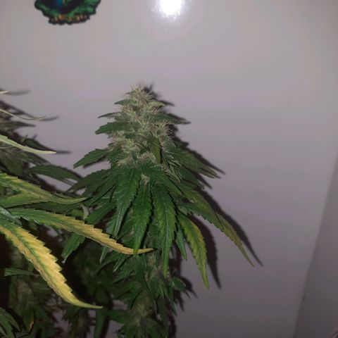 Gorilla #4 growlog photo: 49 dias flora