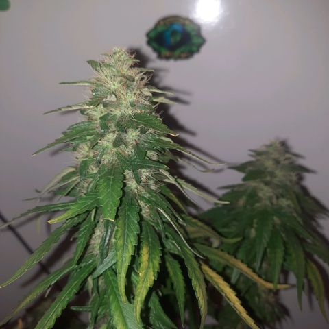 Gorilla #4 growlog photo: 49 dias flora