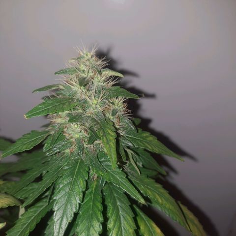 Gorilla #4 growlog photo: 49 dias flora