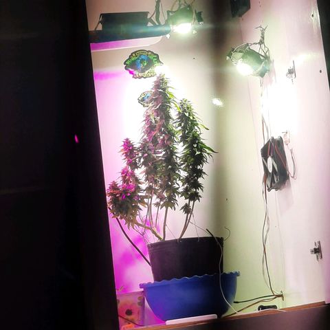 Gorilla #4 growlog photo: 55 dias de flora.