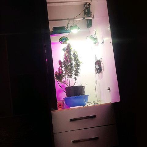 Gorilla #4 growlog photo: 55 dias de flora.
