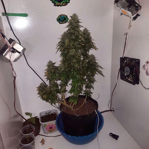 Gorilla #4 growlog timeline photo