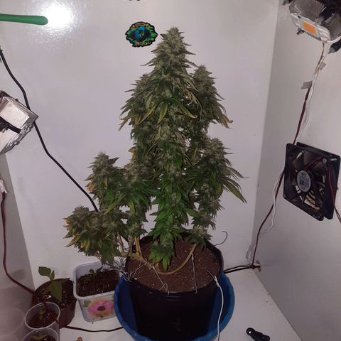 Gorilla #4 growlog timeline photo