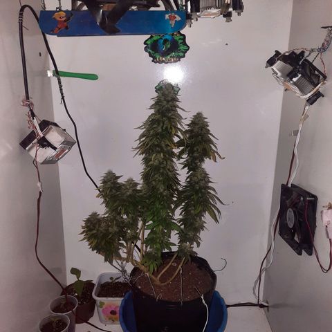 Gorilla #4 growlog photo: 55 dias de flora