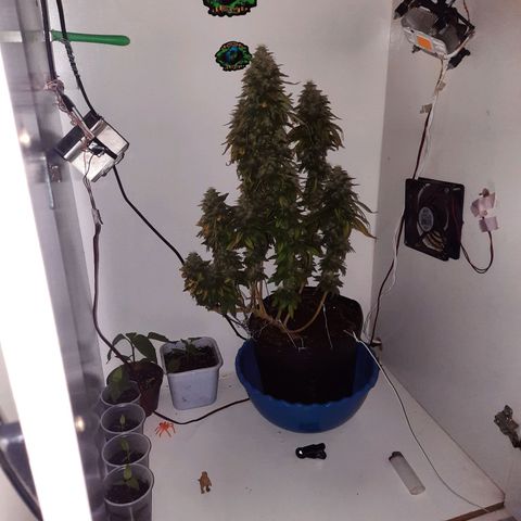 Gorilla #4 growlog photo: 61 dias de floracão 