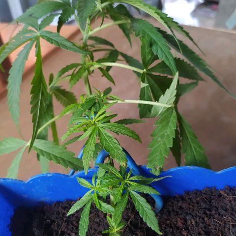 CAY KUSH growlog photo: LST