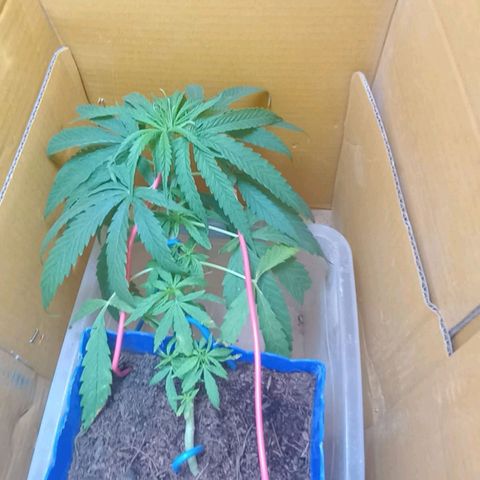 CAY KUSH growlog photo: Semana 6
