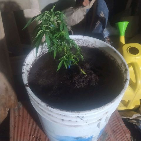 CAY KUSH growlog photo: Trasplante a Balde (20Lts)