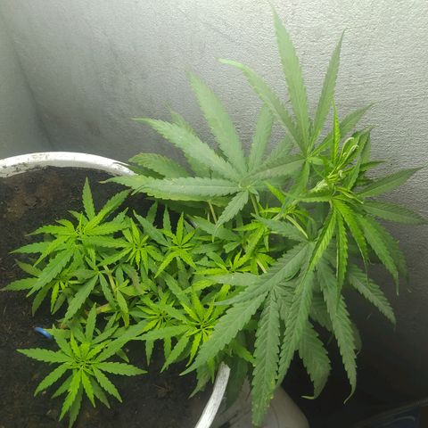 CAY KUSH growlog photo: Crezca mi niña, Crezca...!! 