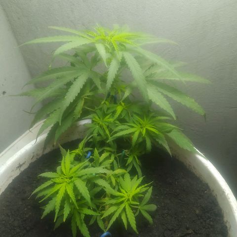 CAY KUSH growlog photo: Crezca mi niña, Crezca...!! 