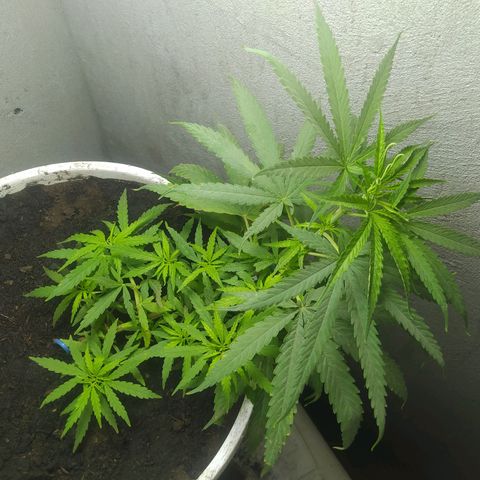 CAY KUSH growlog photo: Crezca mi niña, Crezca...!! 