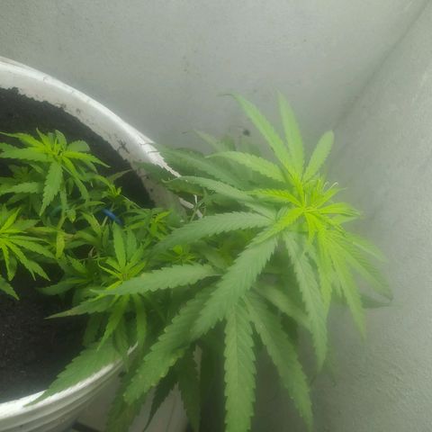 CAY KUSH growlog photo: Crezca mi niña, Crezca...!! 