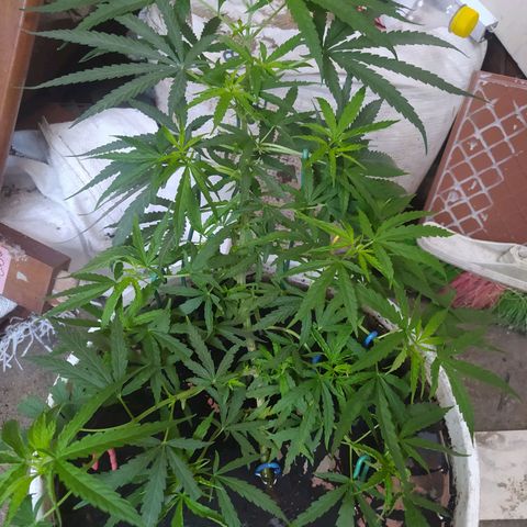 CAY KUSH growlog photo: Semana 11 