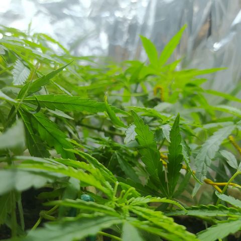 CAY KUSH growlog photo: 5 semanitas más y a Floración :)