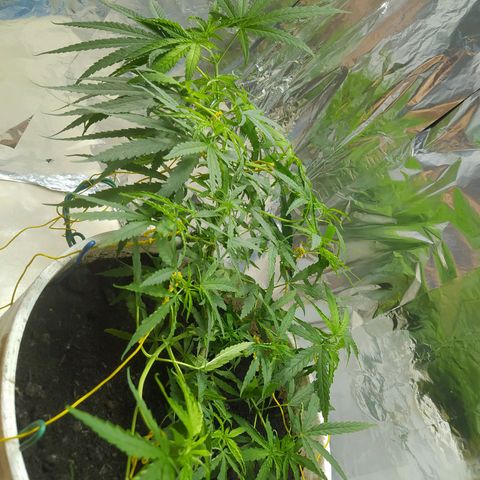 CAY KUSH growlog photo: 5 semanitas más y a Floración :)
