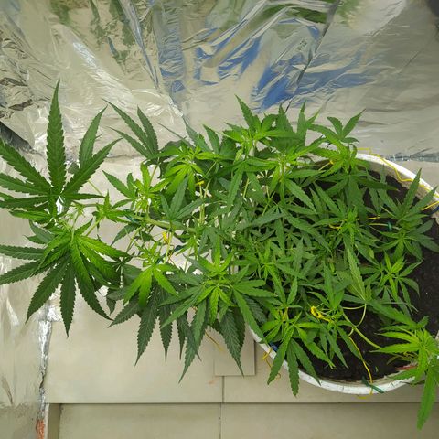CAY KUSH growlog photo: 5 semanitas más y a Floración :)