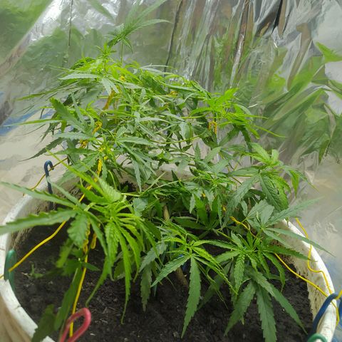 CAY KUSH growlog photo: 5 semanitas más y a Floración :)