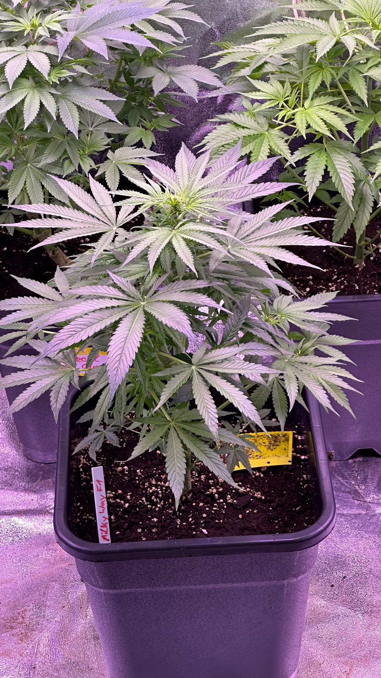 Milkyway F1 growlog header