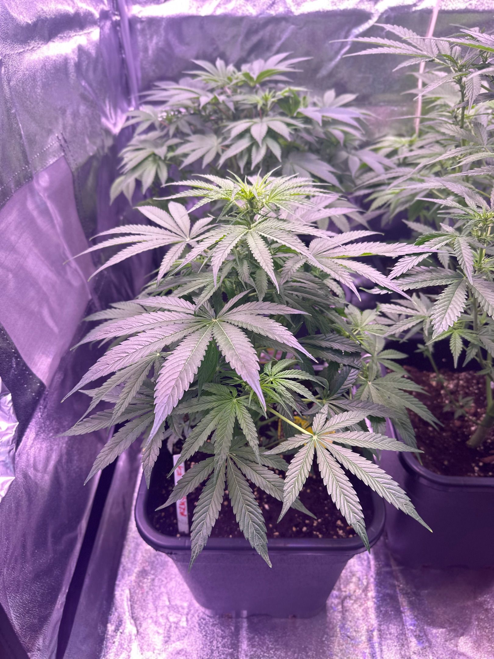 Milkyway F1 growlog photo 6
