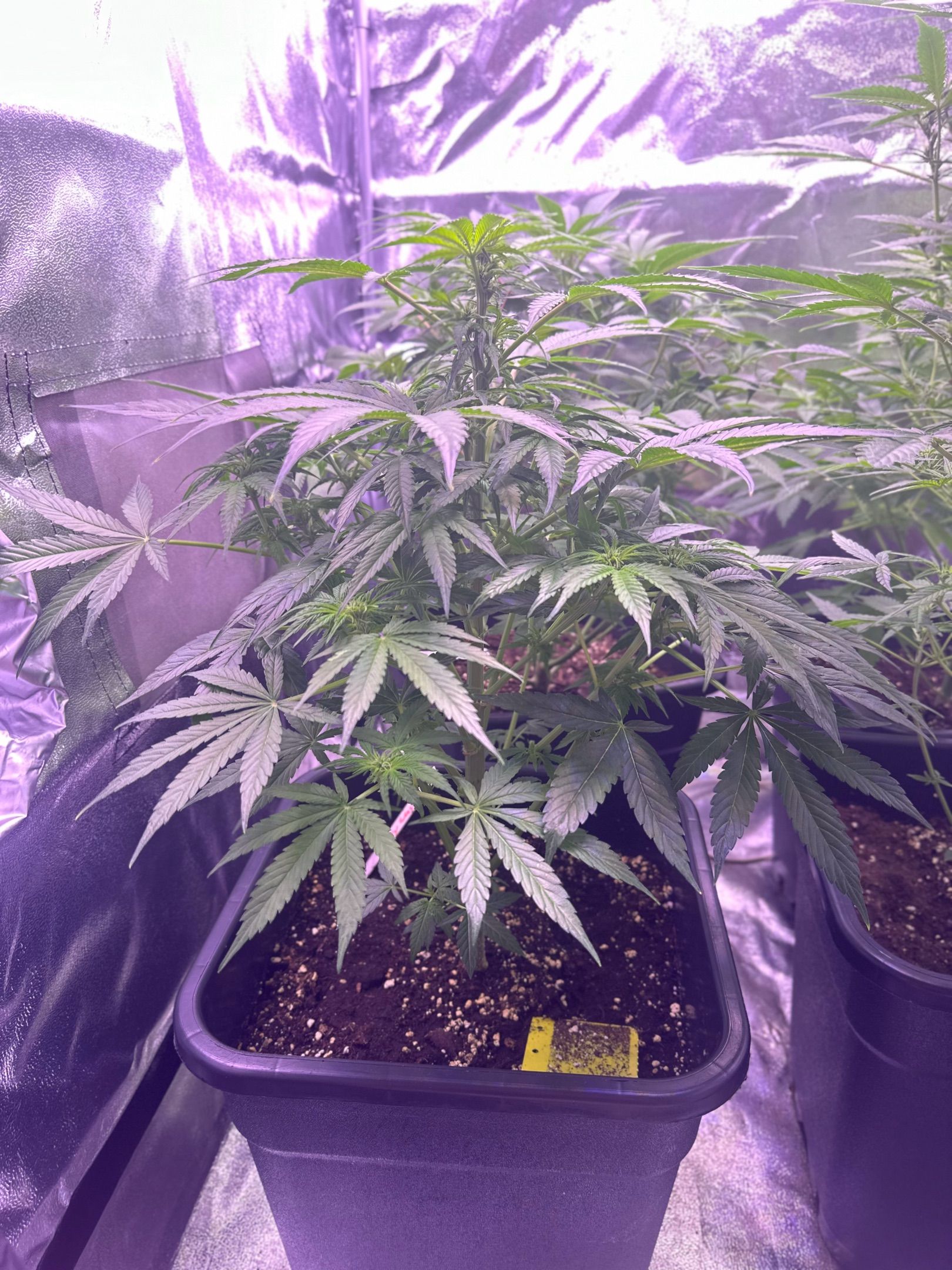 Milkyway F1 growlog photo 7