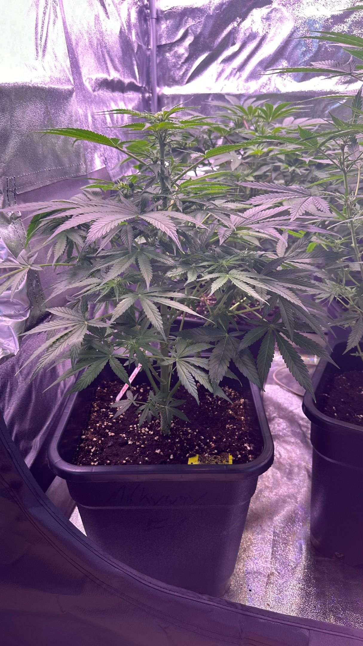 Milkyway F1 growlog photo 8