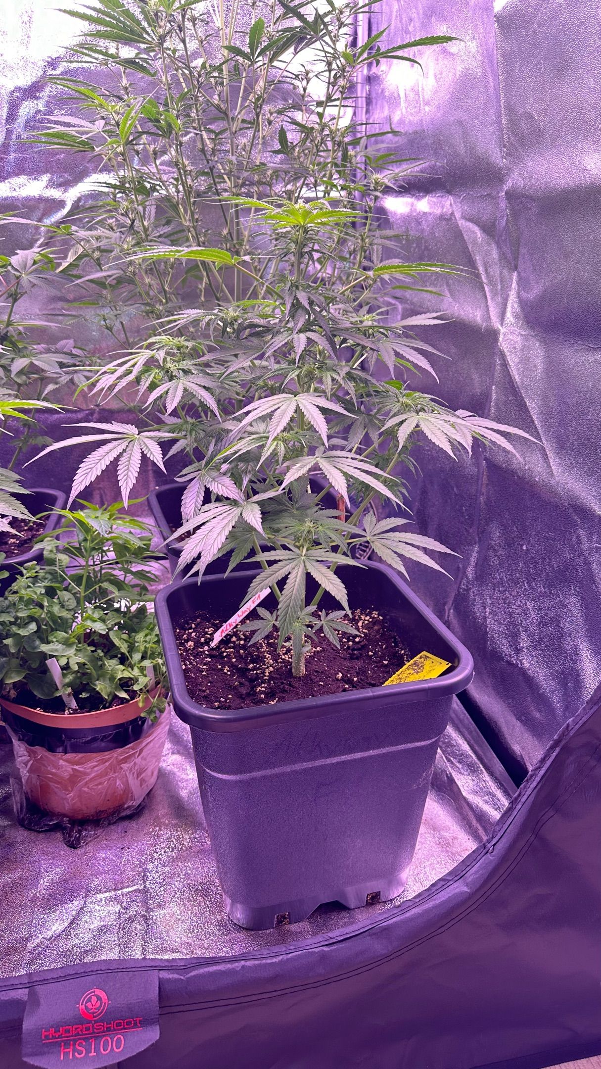 Milkyway F1 growlog photo 10