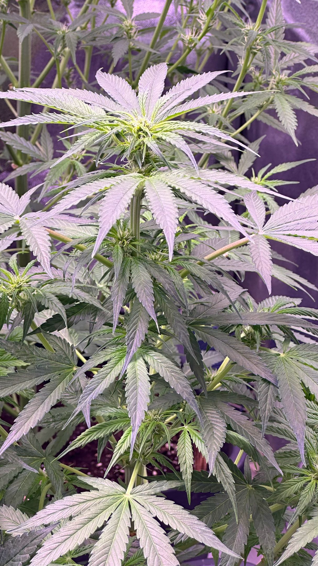 Milkyway F1 growlog photo 9