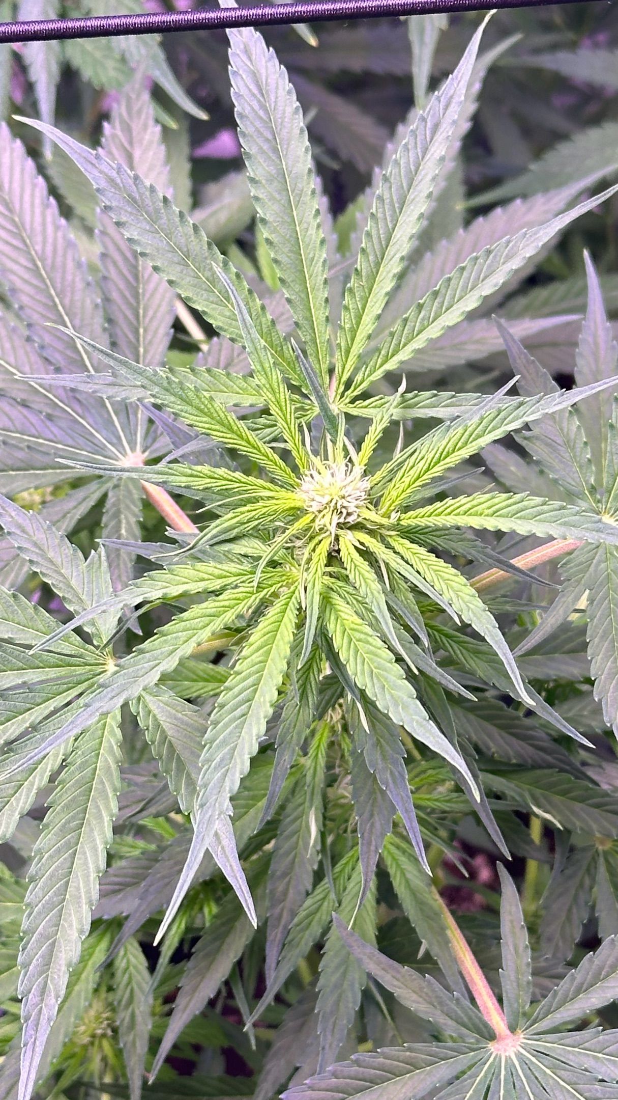 Milkyway F1 growlog photo 11
