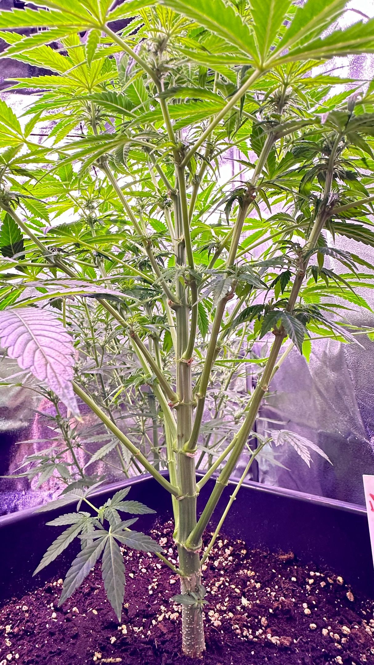 Milkyway F1 growlog photo 12