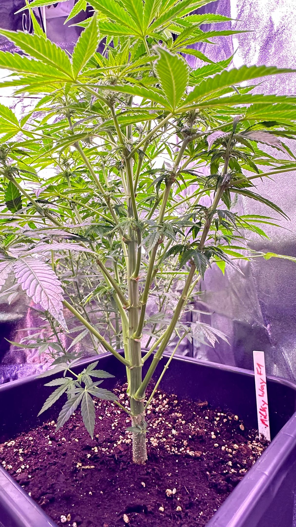 Milkyway F1 growlog photo 13