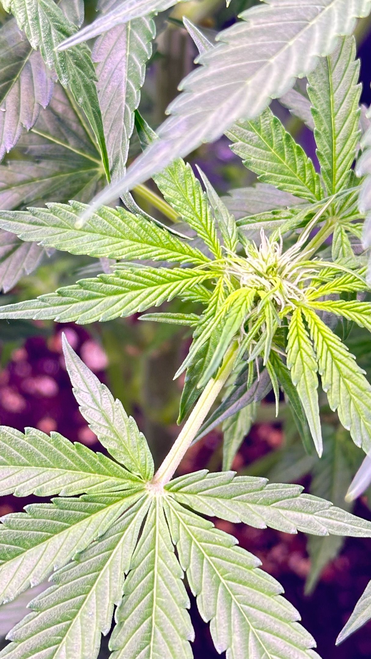 Milkyway F1 growlog photo 14