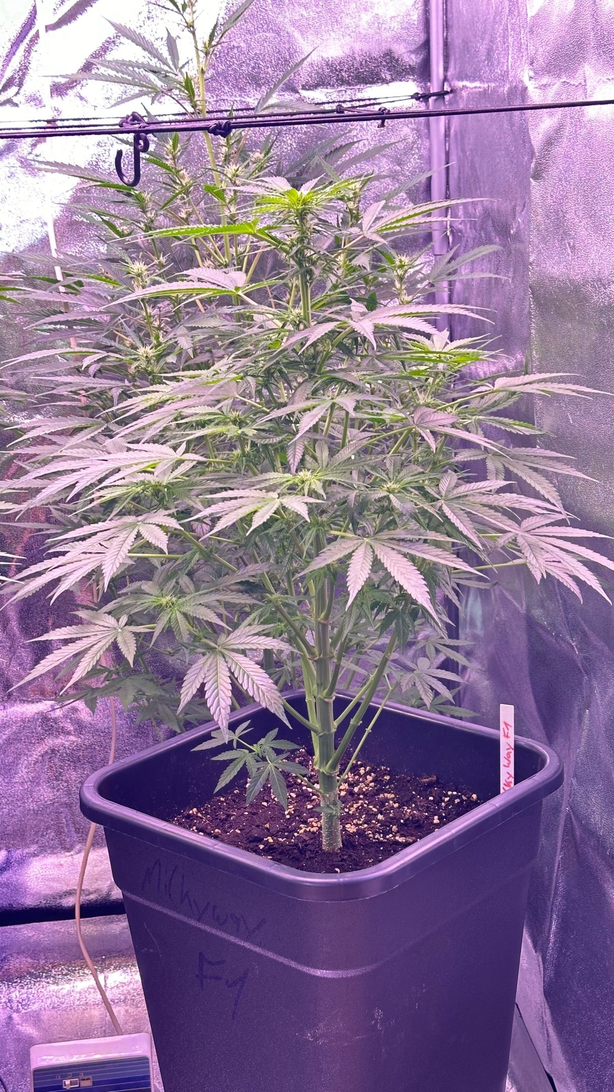 Milkyway F1 growlog photo 15