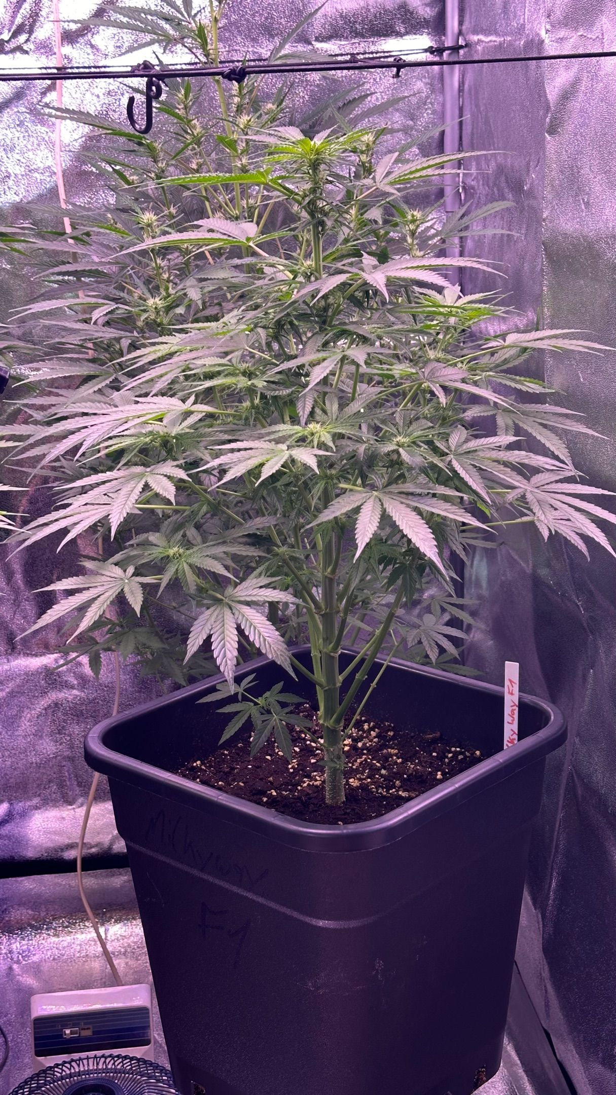 Milkyway F1 growlog photo 16