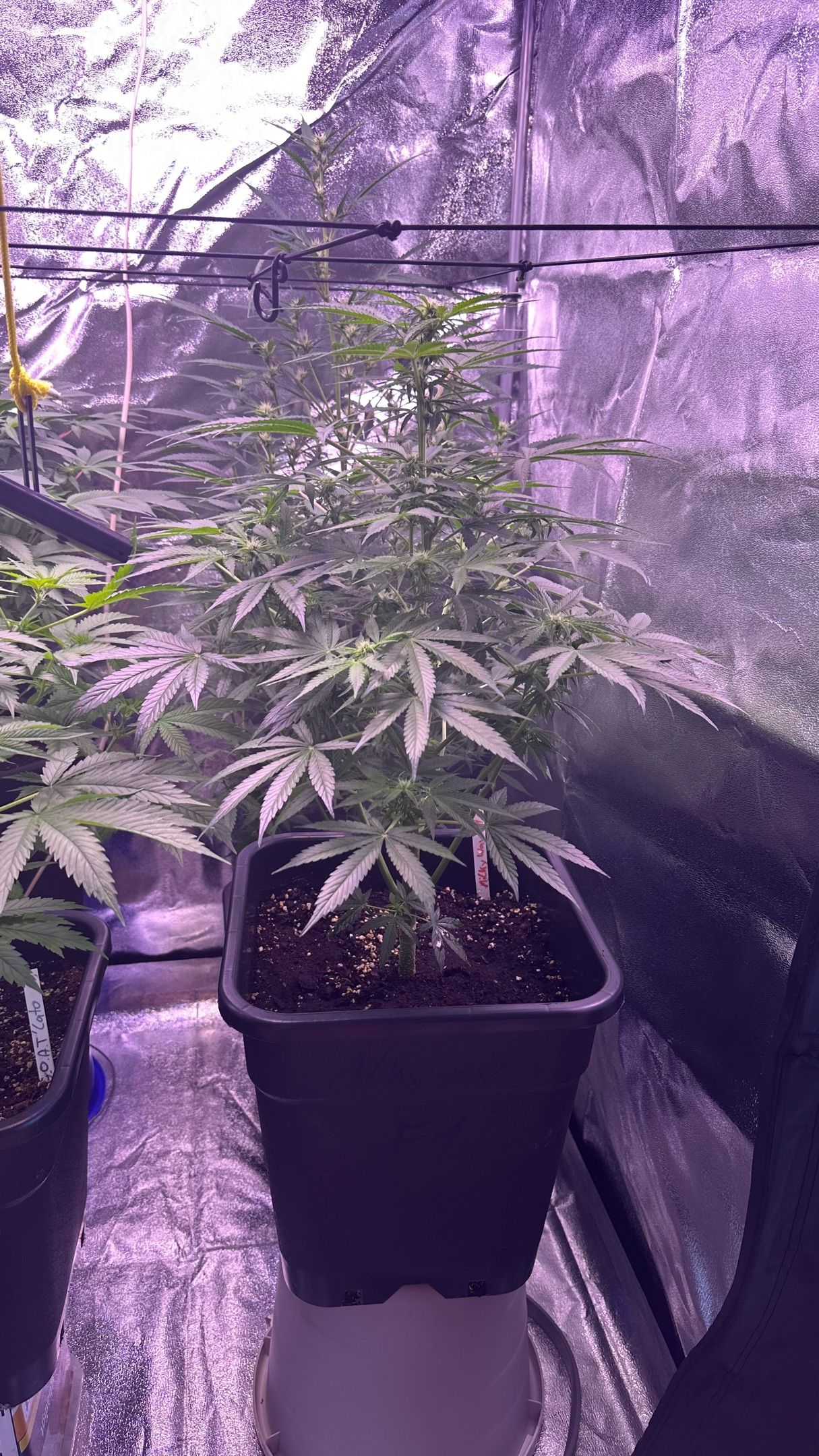Milkyway F1 growlog photo 17