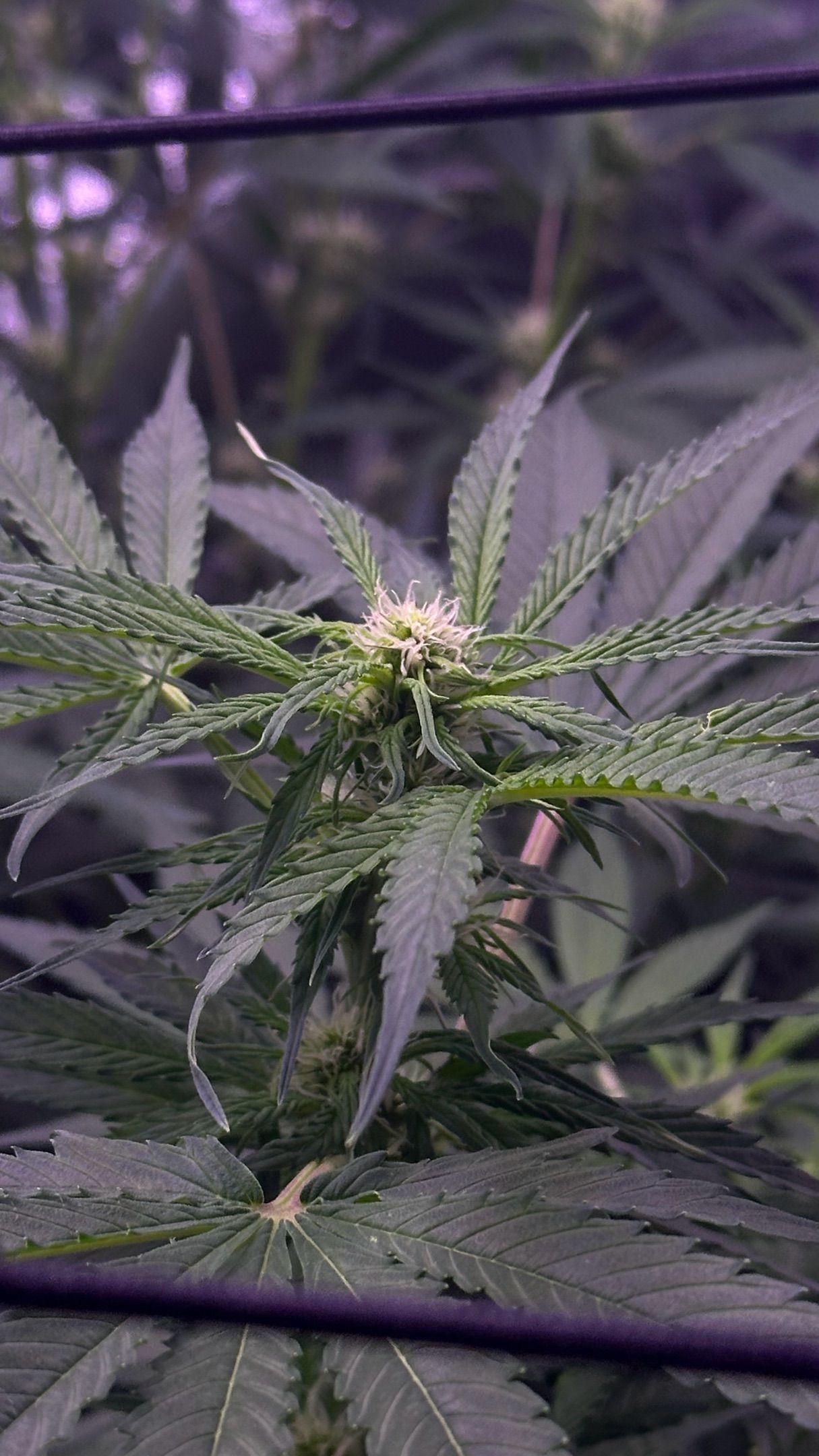 Milkyway F1 growlog photo 18