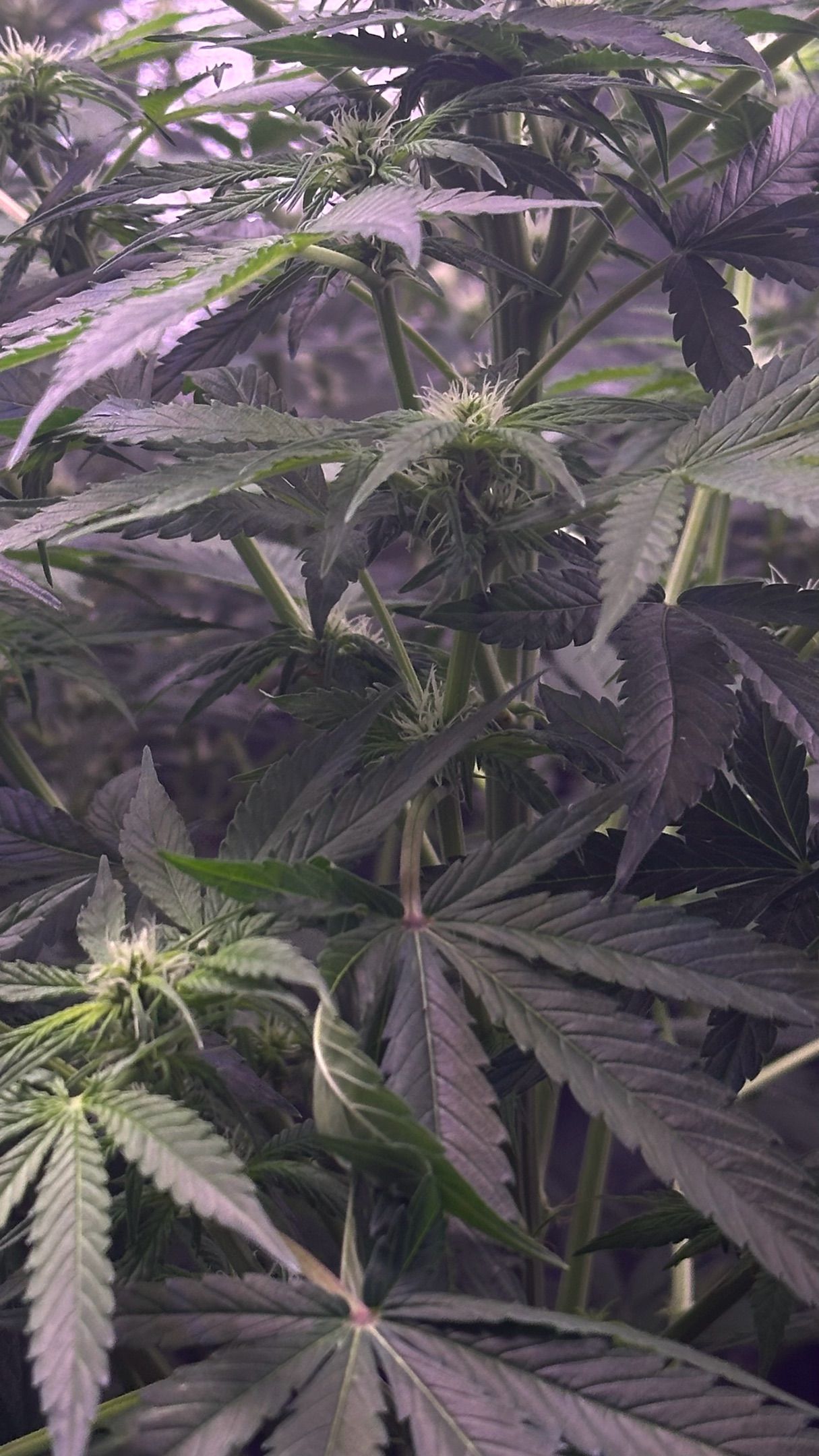 Milkyway F1 growlog photo 19