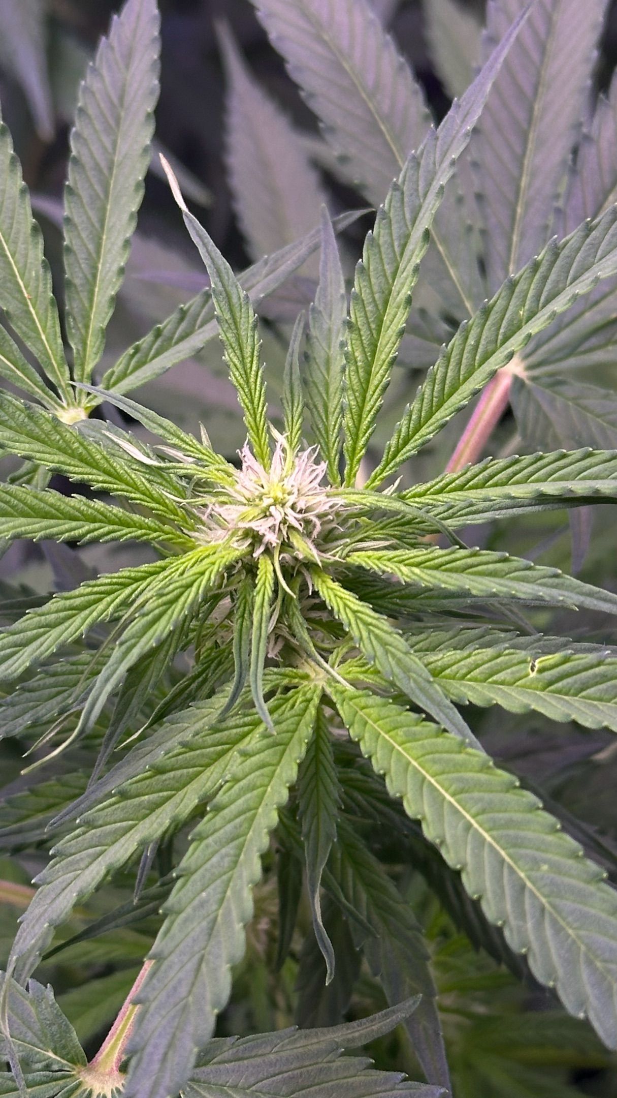 Milkyway F1 growlog photo 20