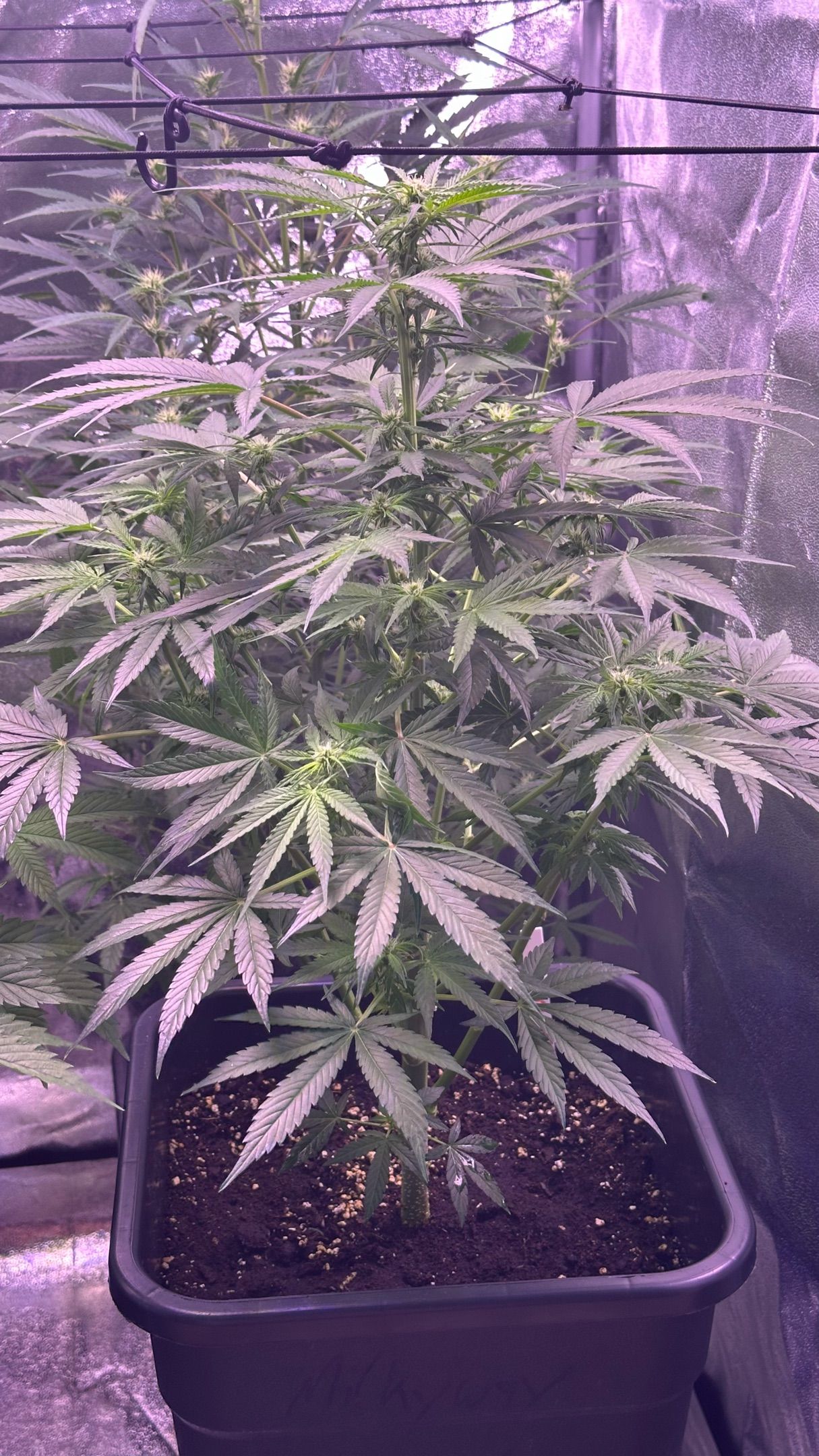 Milkyway F1 growlog photo 21
