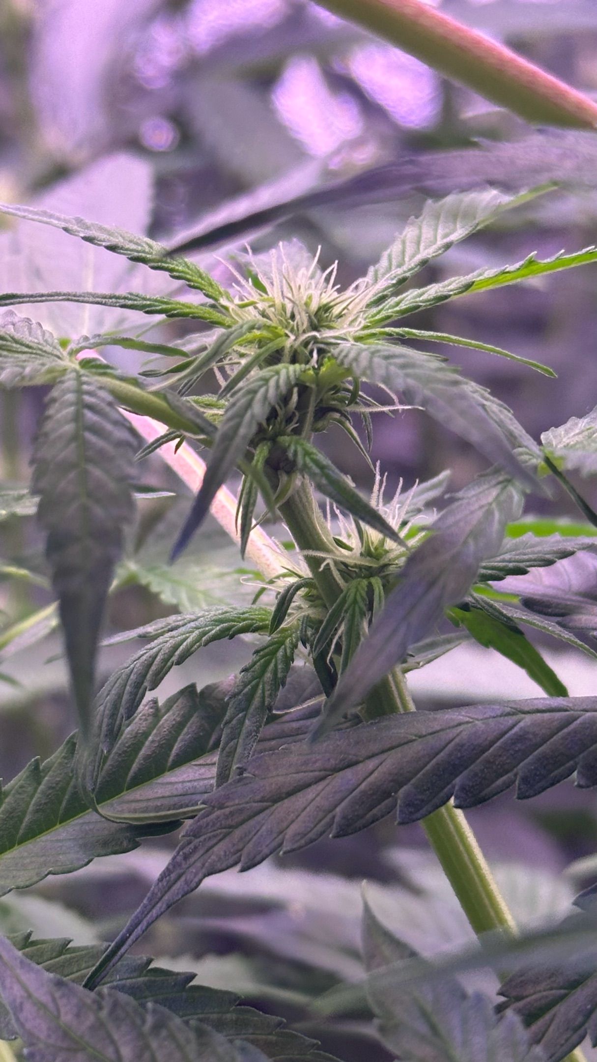 Milkyway F1 growlog photo 22