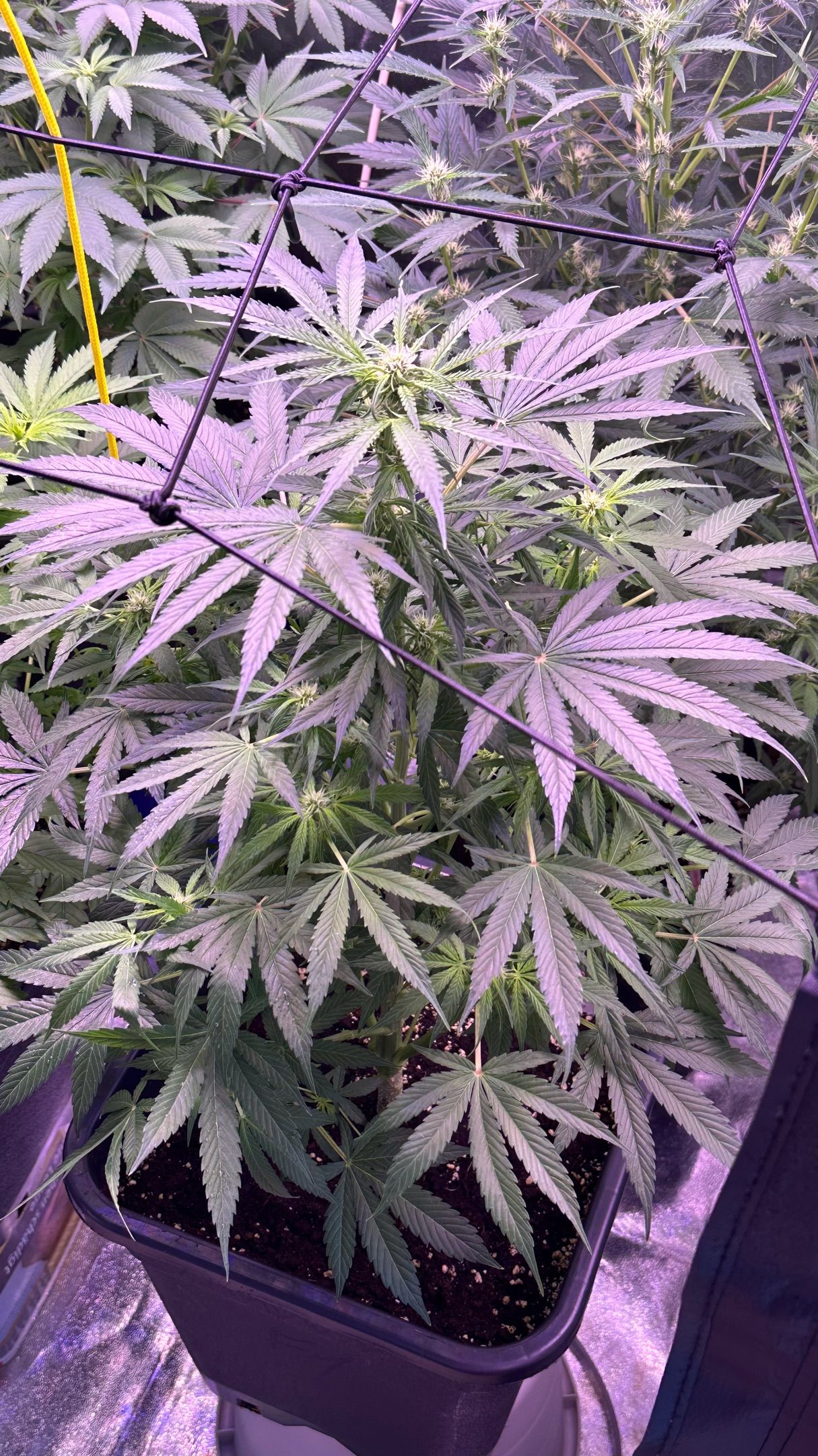 Milkyway F1 growlog photo 24