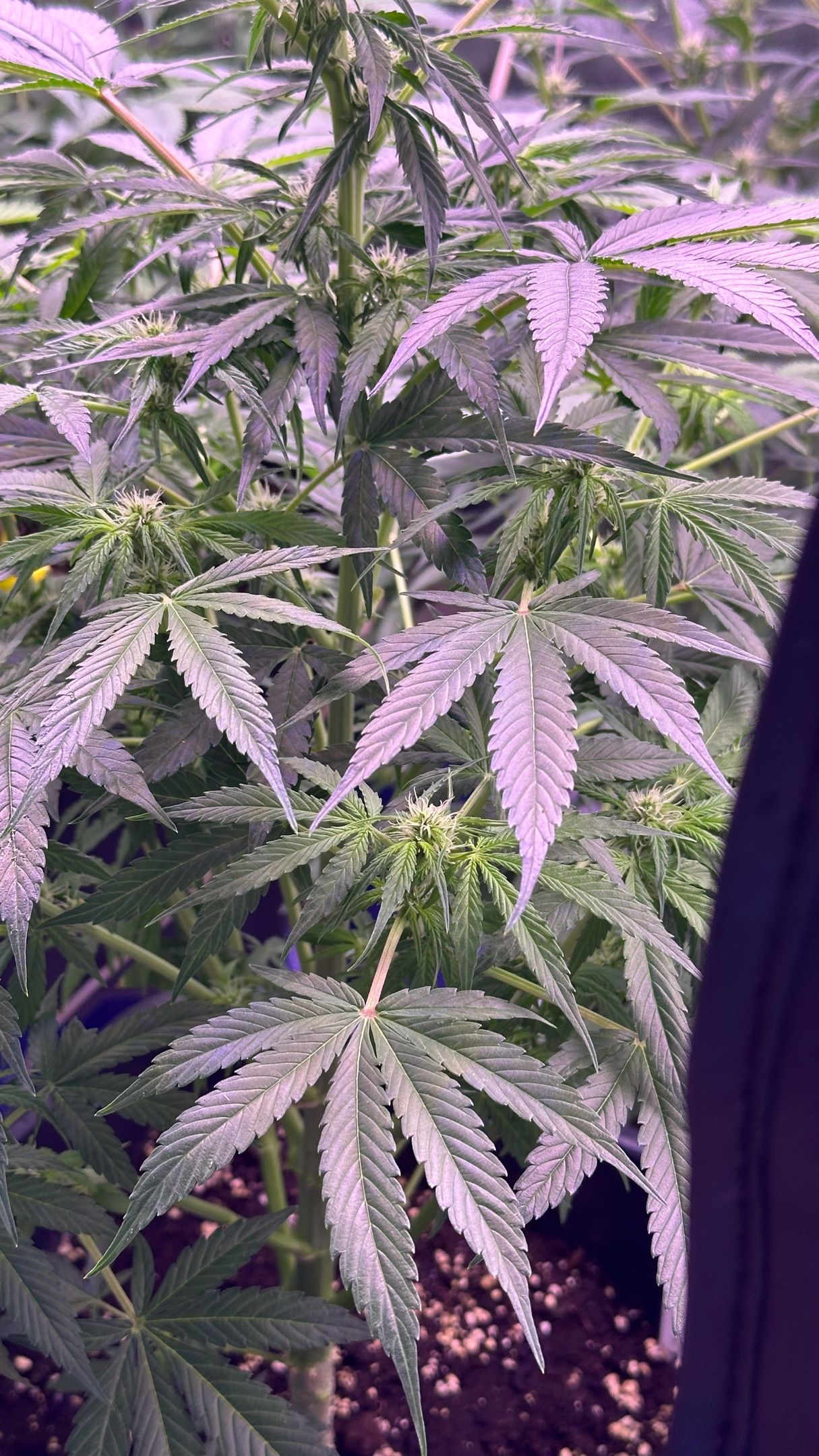 Milkyway F1 growlog photo 23