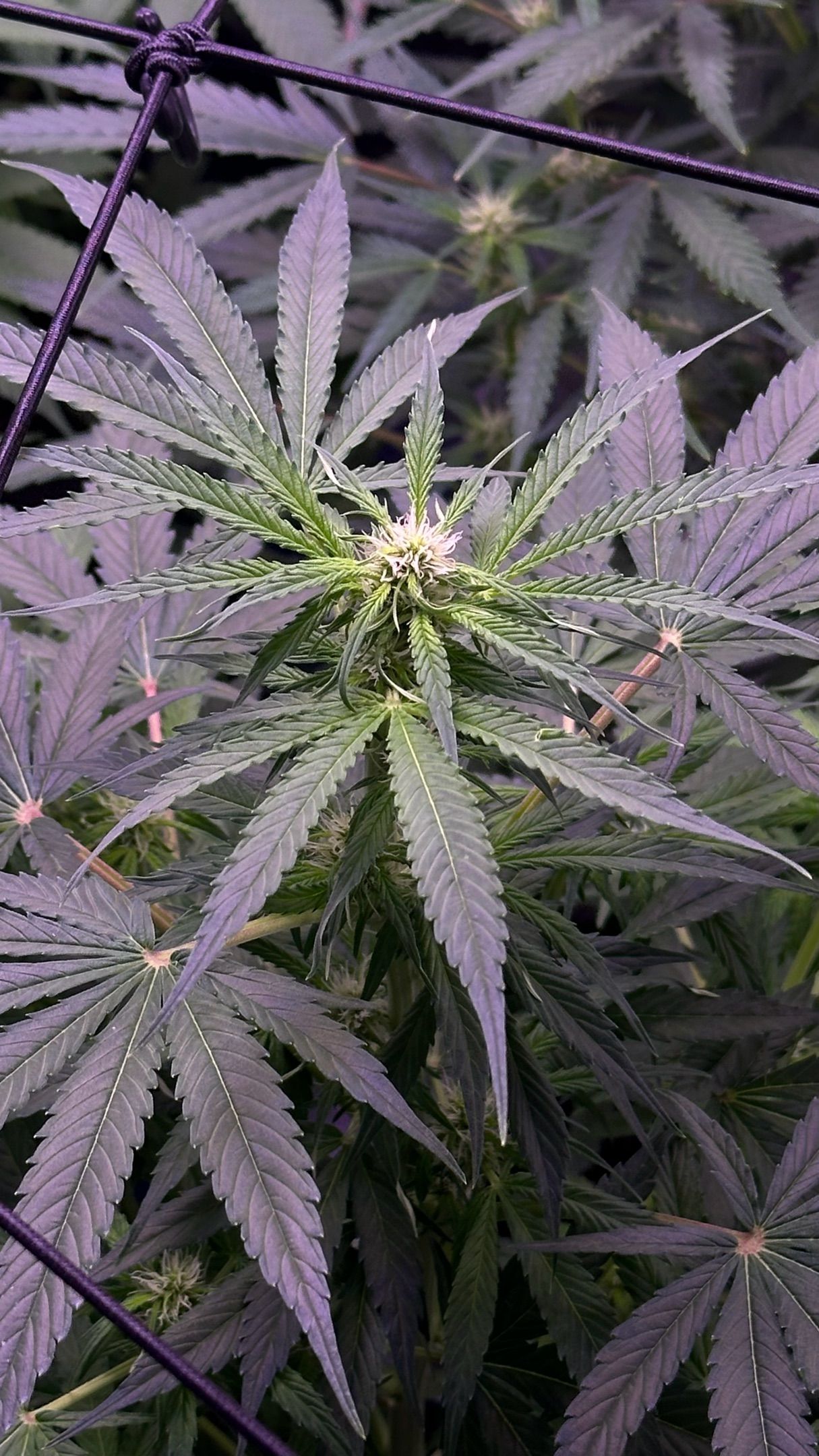 Milkyway F1 growlog photo 25