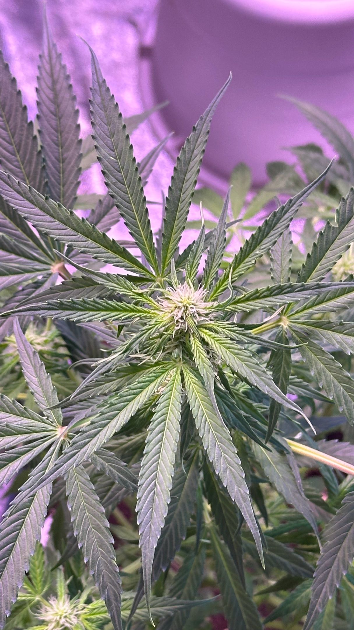 Milkyway F1 growlog photo 26
