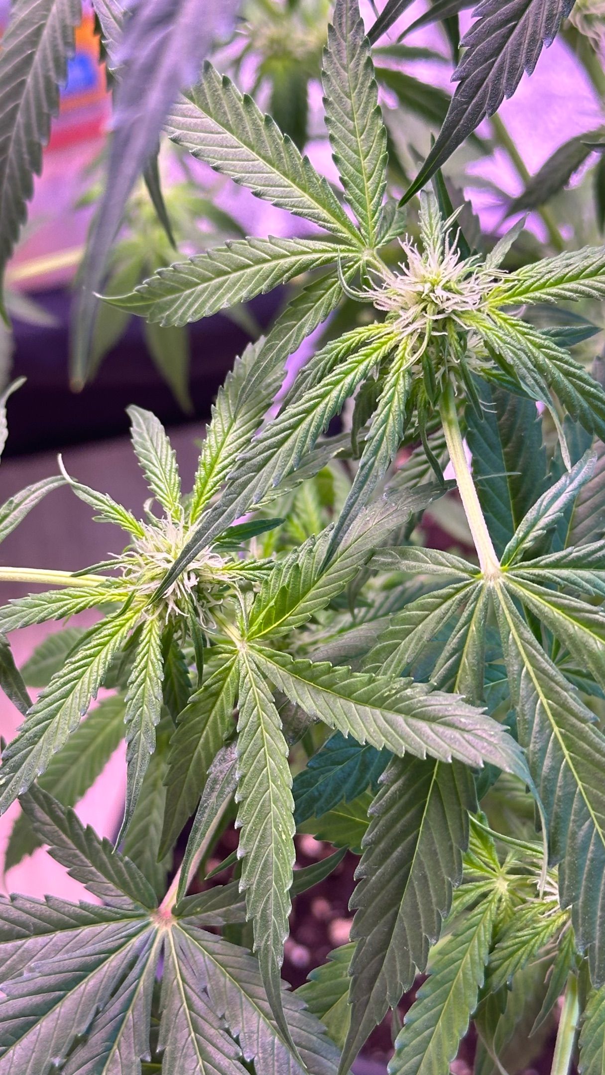 Milkyway F1 growlog photo 27