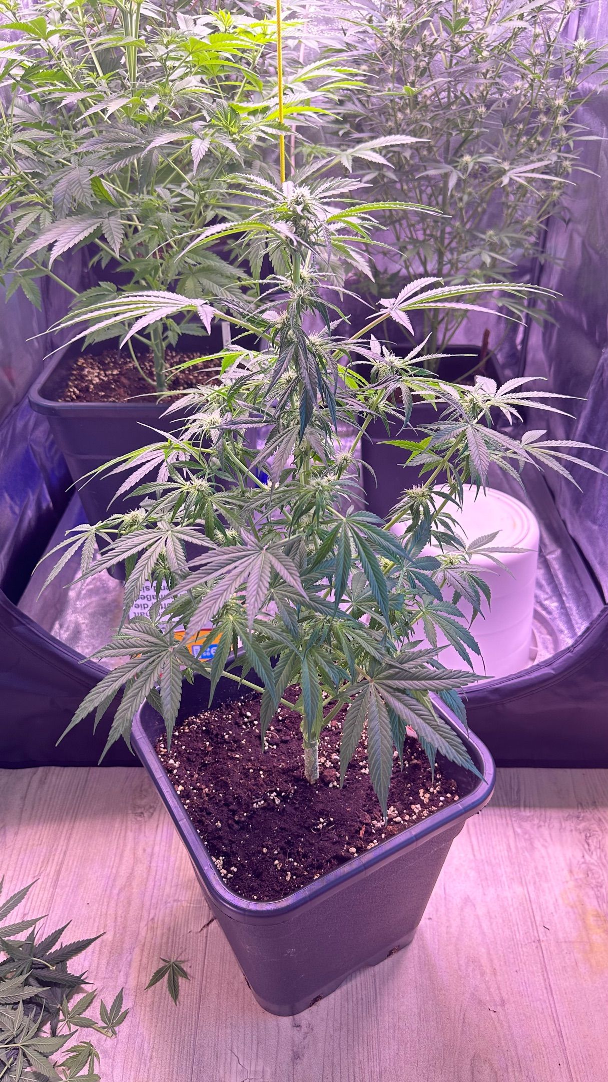 Milkyway F1 growlog photo 28