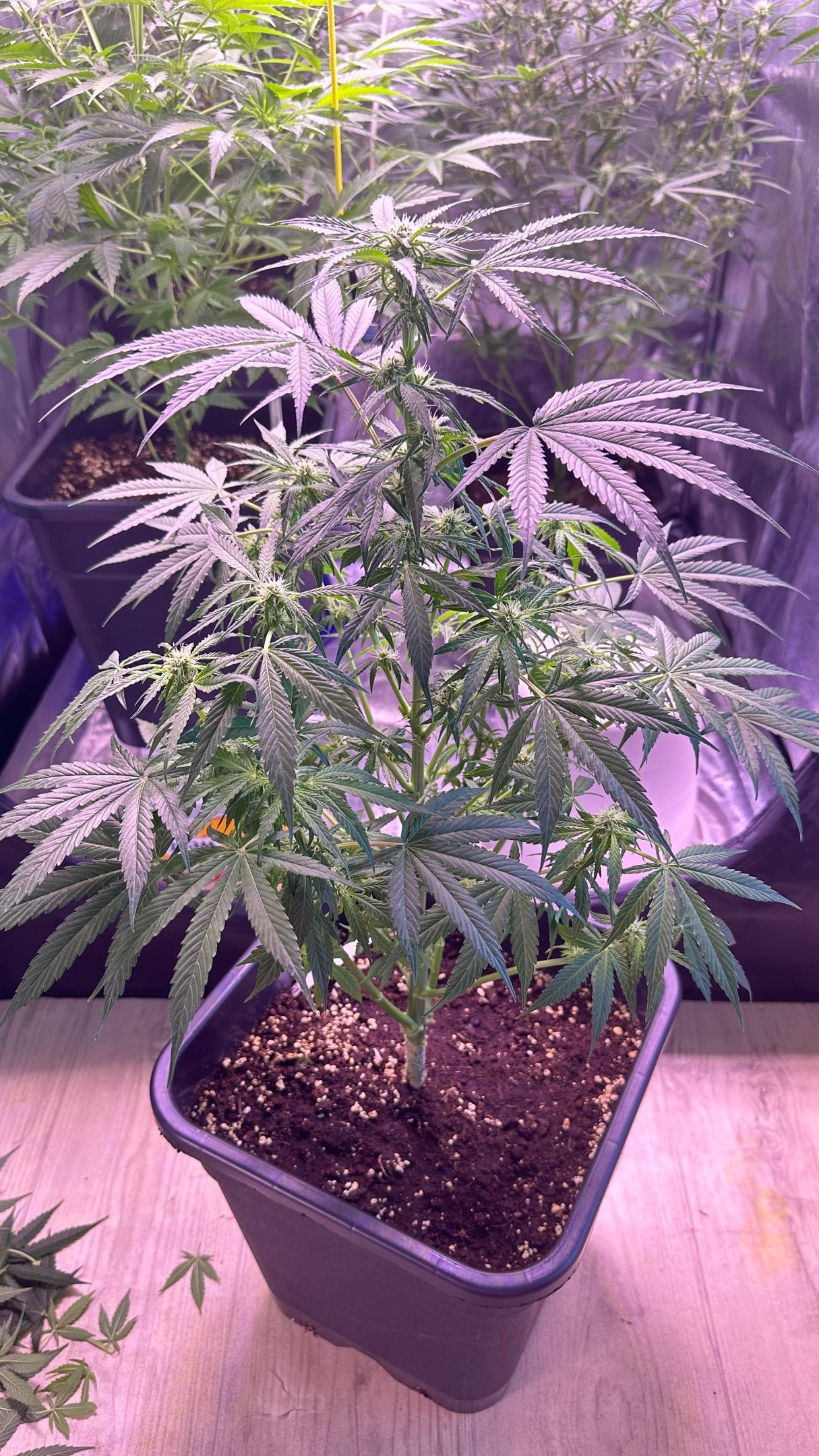 Milkyway F1 growlog photo 29