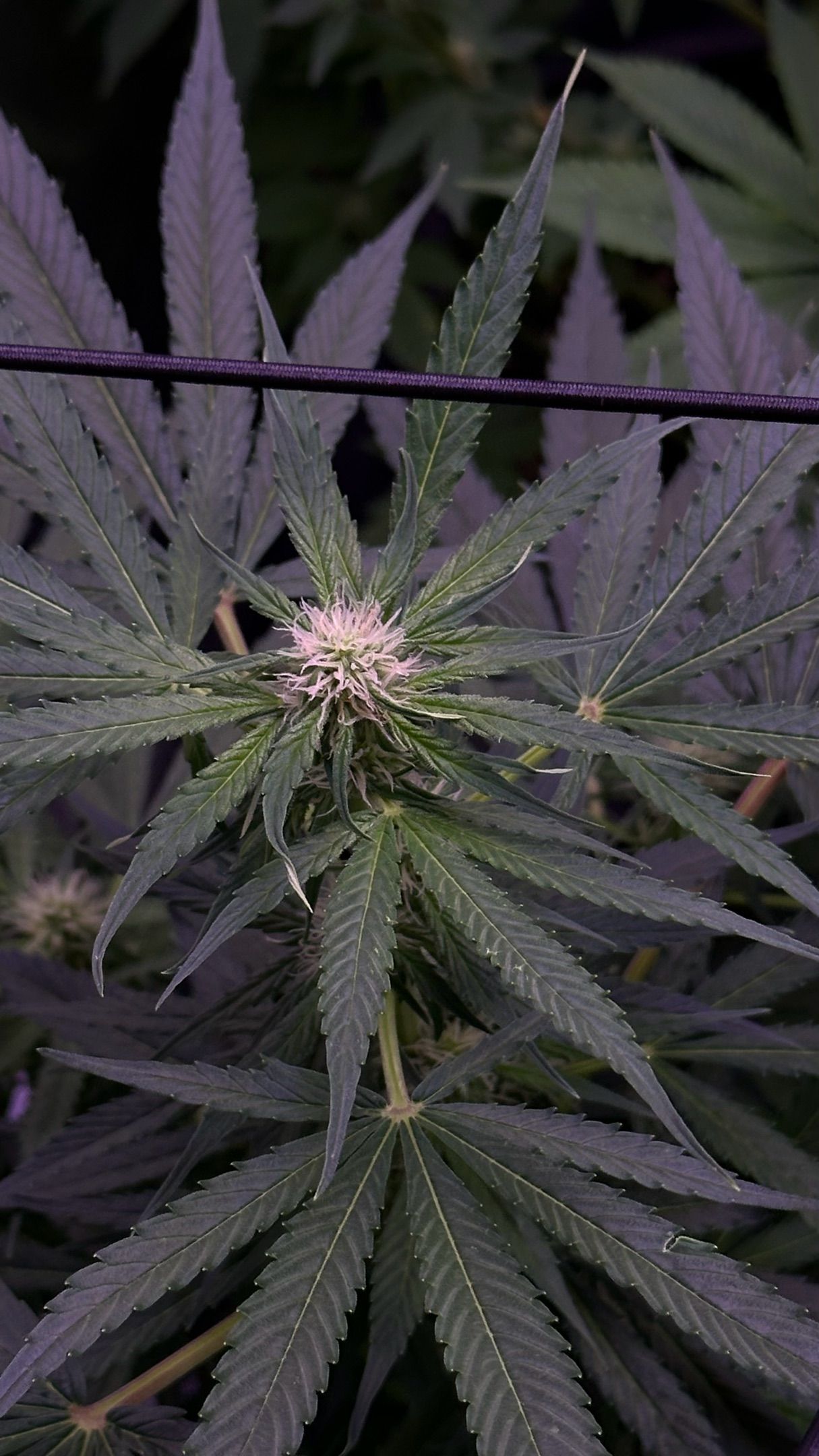 Milkyway F1 growlog photo 30